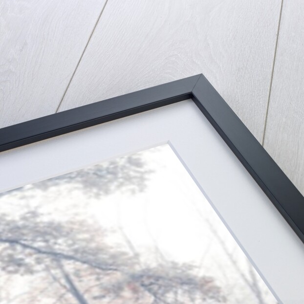 Misty forest by Assaf Frank